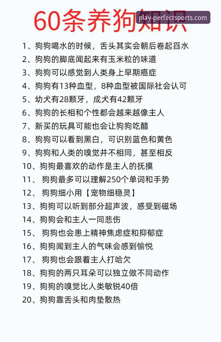 完美体育安卓版下载实用指南：老用户分享的必备知识与经验